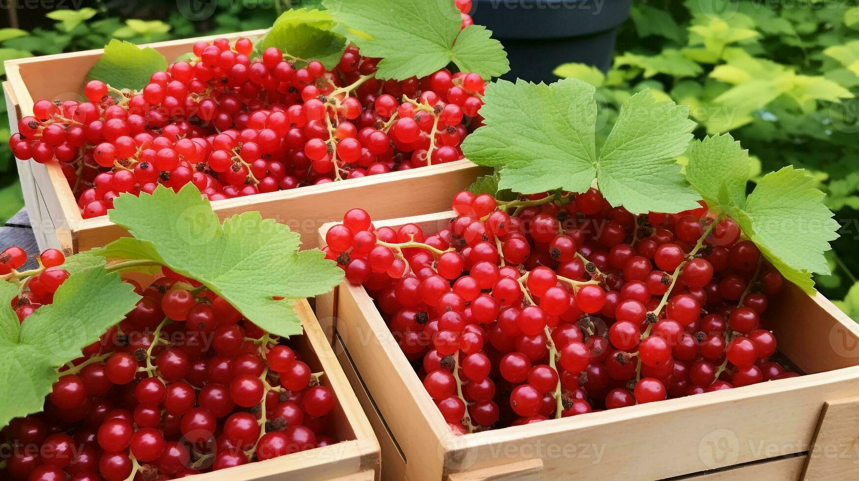 Freshly picked Currant fruit from garden placed in the boxes. Generative AI photo