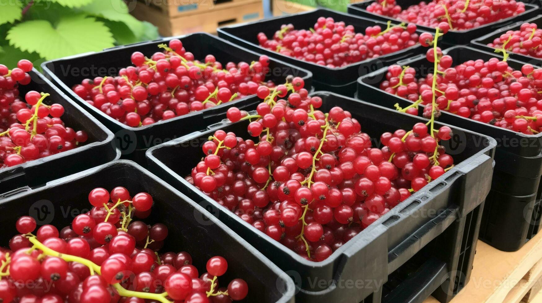 recién escogido grosella Fruta desde jardín metido en el cajas generativo ai foto