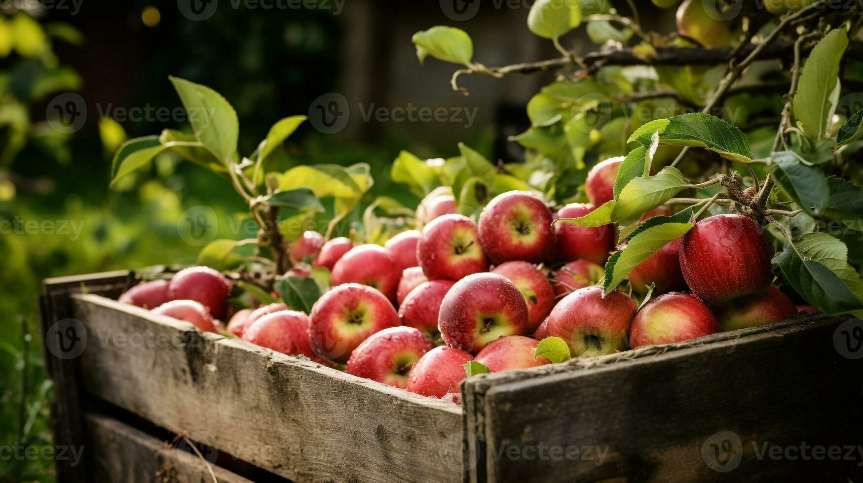 Freshly picked Apple fruit from garden placed in the boxes. Generative AI photo