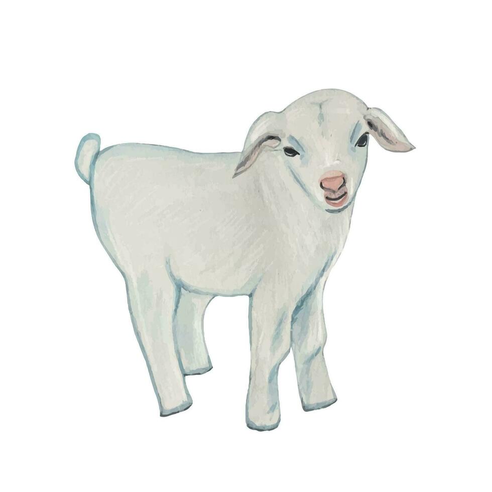 Watercolor cute farm baby goat Young domestic animal vector