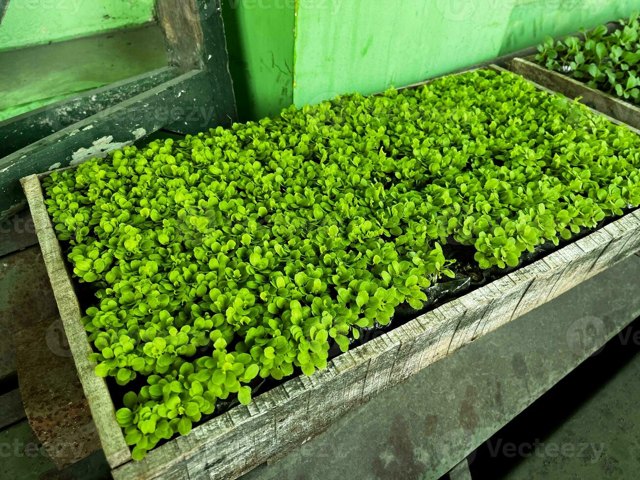 semillas siembra semillas lechuga siembra. joven planta creciente en madera caja foto