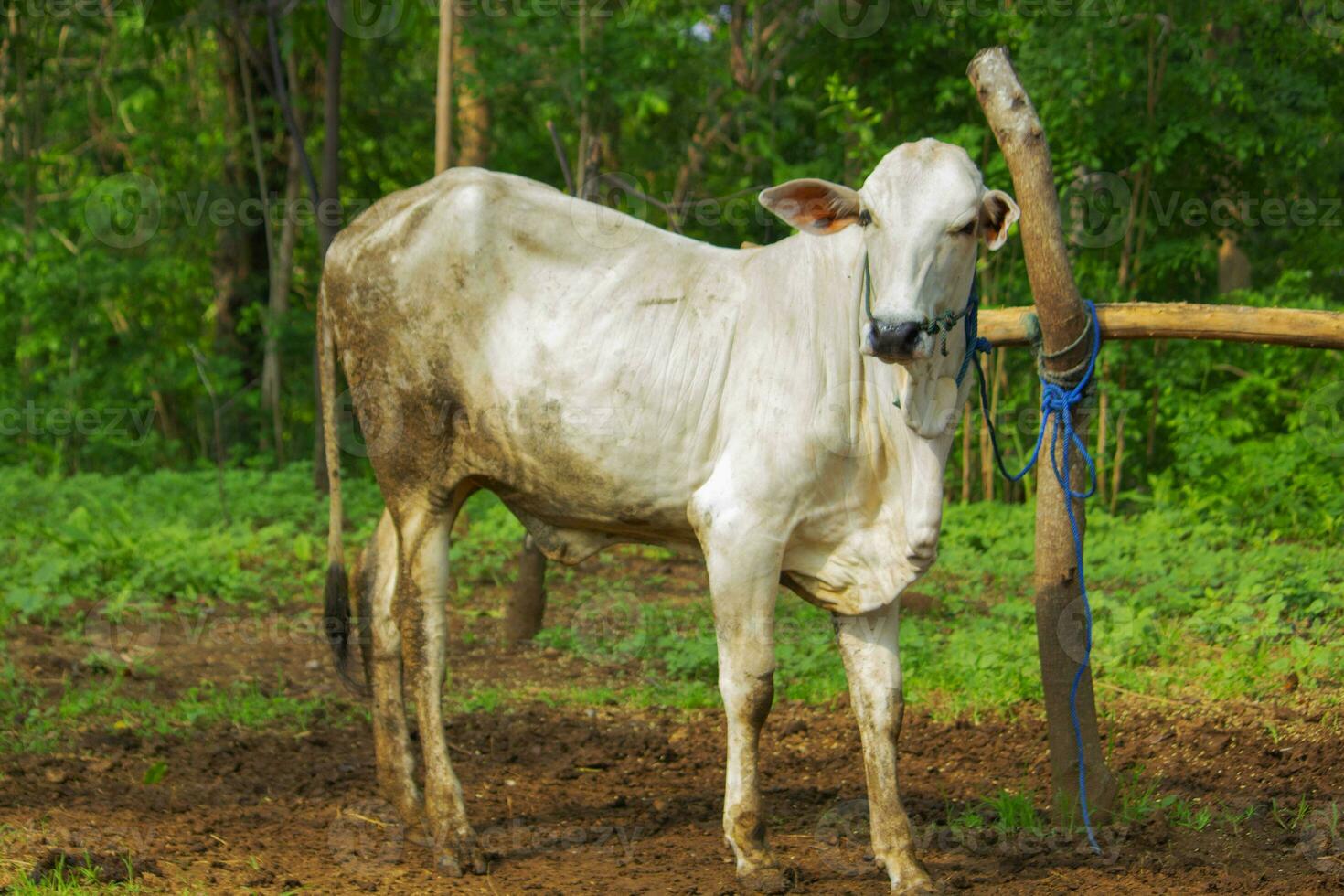 vaca. ongolé mestizo vacas o javanés vaca o blanco vaca o sapi peranakan ongolé o bos Tauro es el mas grande vacas en Indonesia en tradicional granja, Indonesia. tradicional ganado cría foto