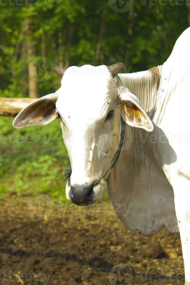 cow. Ongole Crossbred cattle or Javanese Cow or White Cow or sapi peranakan ongole  or Bos taurus is the largest cattle in Indonesia in traditional farm, Indonesia. Traditional livestock breeding photo