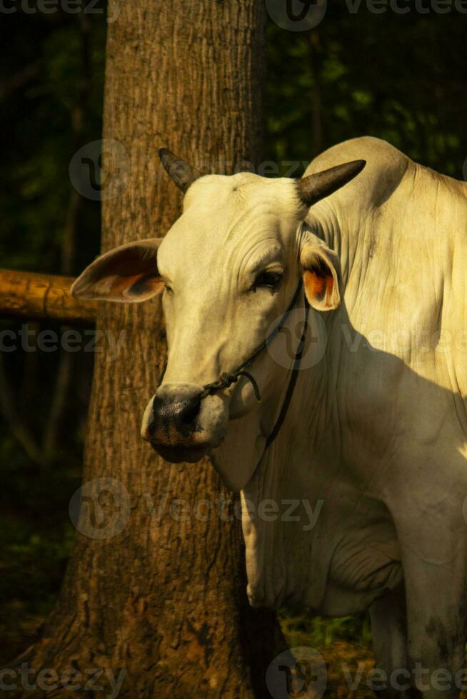 vaca. ongolé mestizo vacas o javanés vaca o blanco vaca o sapi peranakan ongolé o bos Tauro es el mas grande vacas en Indonesia en tradicional granja, Indonesia. tradicional ganado cría foto