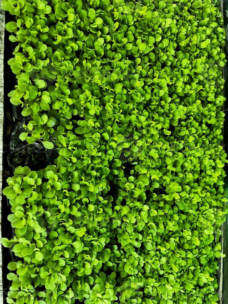 seeds. sowing seeds. lettuce sowing. young plant growing in wood box photo