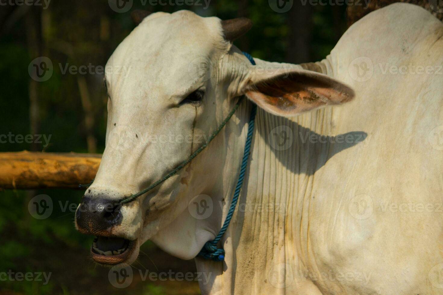 cow. Ongole Crossbred cattle or Javanese Cow or White Cow or sapi peranakan ongole  or Bos taurus is the largest cattle in Indonesia in traditional farm, Indonesia. Traditional livestock breeding photo