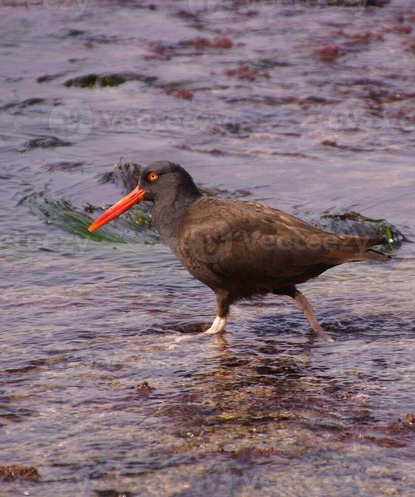 American oystercatcher walking in tide pools photo