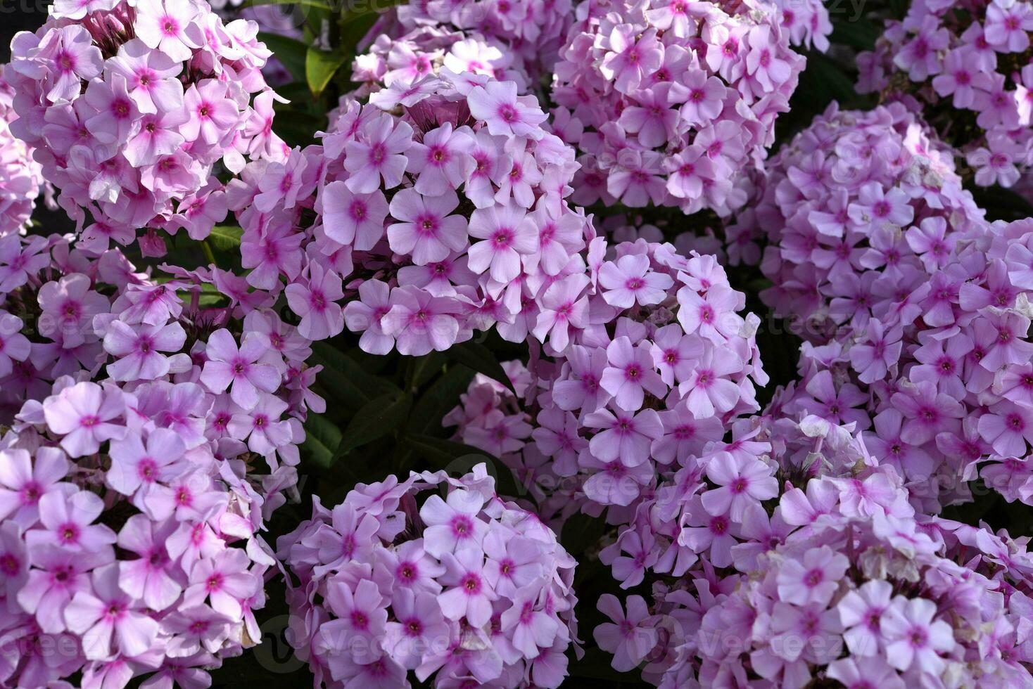 There are many pink flowers of the paniculate phlox on the bush in summer. A scattering of pink small flowers. photo