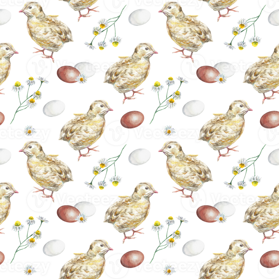 Chickens, eggs, chamomile. Watercolor pattern illustration. Design element for greeting cards, invitations, wrapping paper, textiles, covers. png