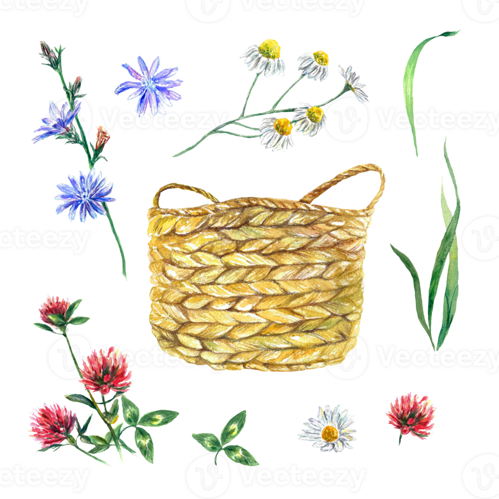 Wicker basket, grass and wild flowers of chamomile, clover, chicory. Watercolor illustration. Design element for greeting cards, invitations, flyers, covers. png
