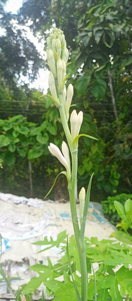 tuberose flowers on nature background photo