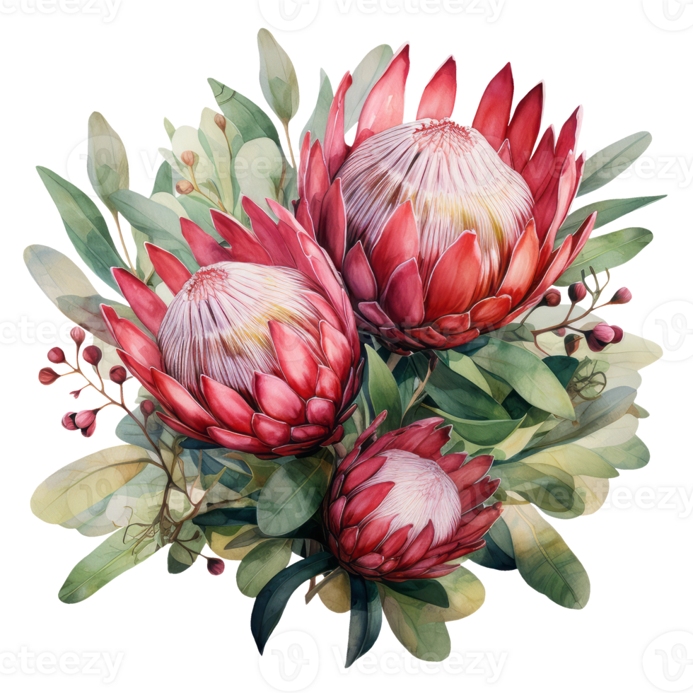 tropisch Rosa Protea Blume und Blatt. Aquarell Illustration. generativ ai png