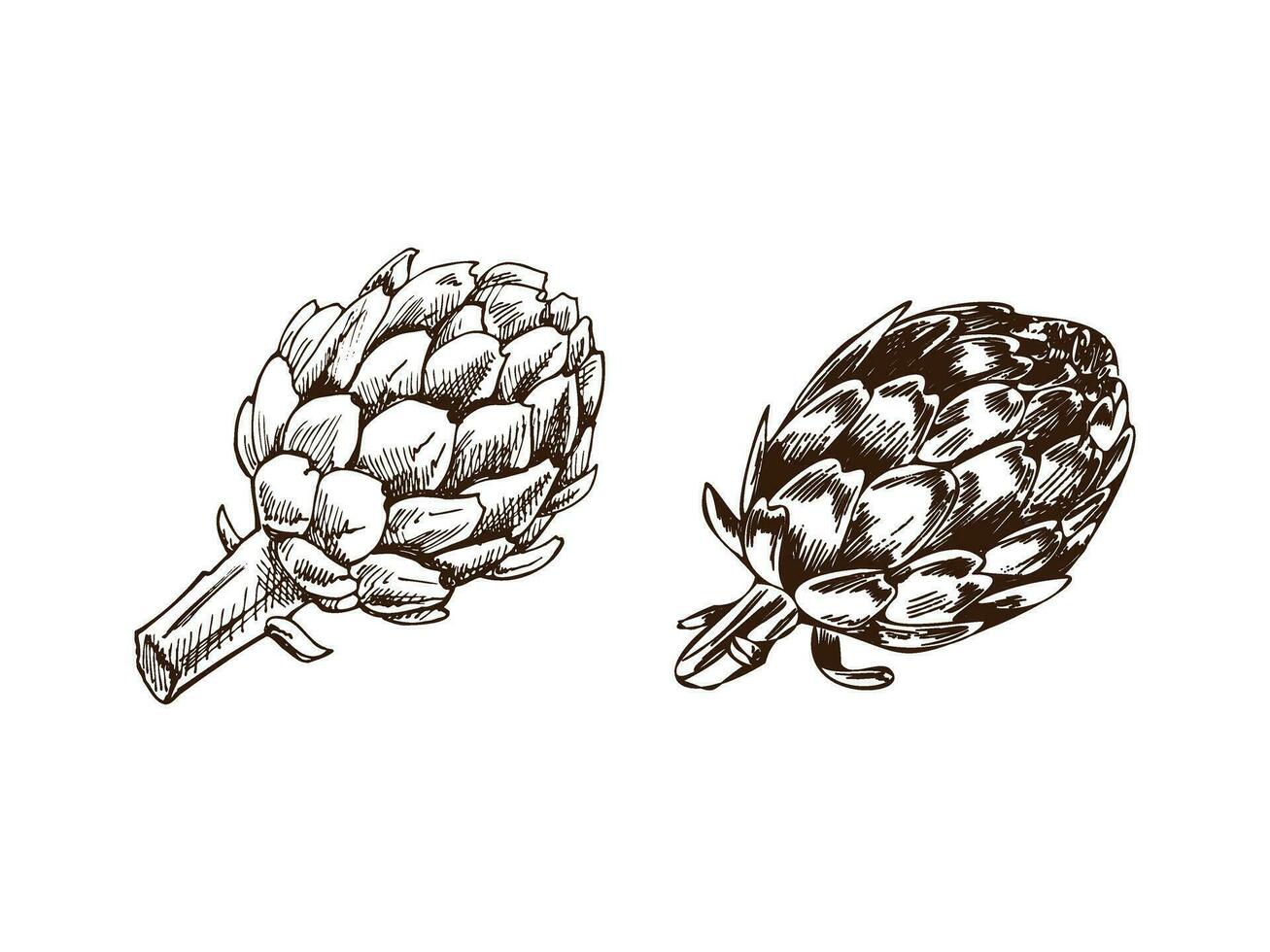 A hand-drawn set of artichokes in sketch style. Vector  vegetables. Vintage doodle illustration. Sketch for cafe menus and labels. The engraved image. Harvesting.