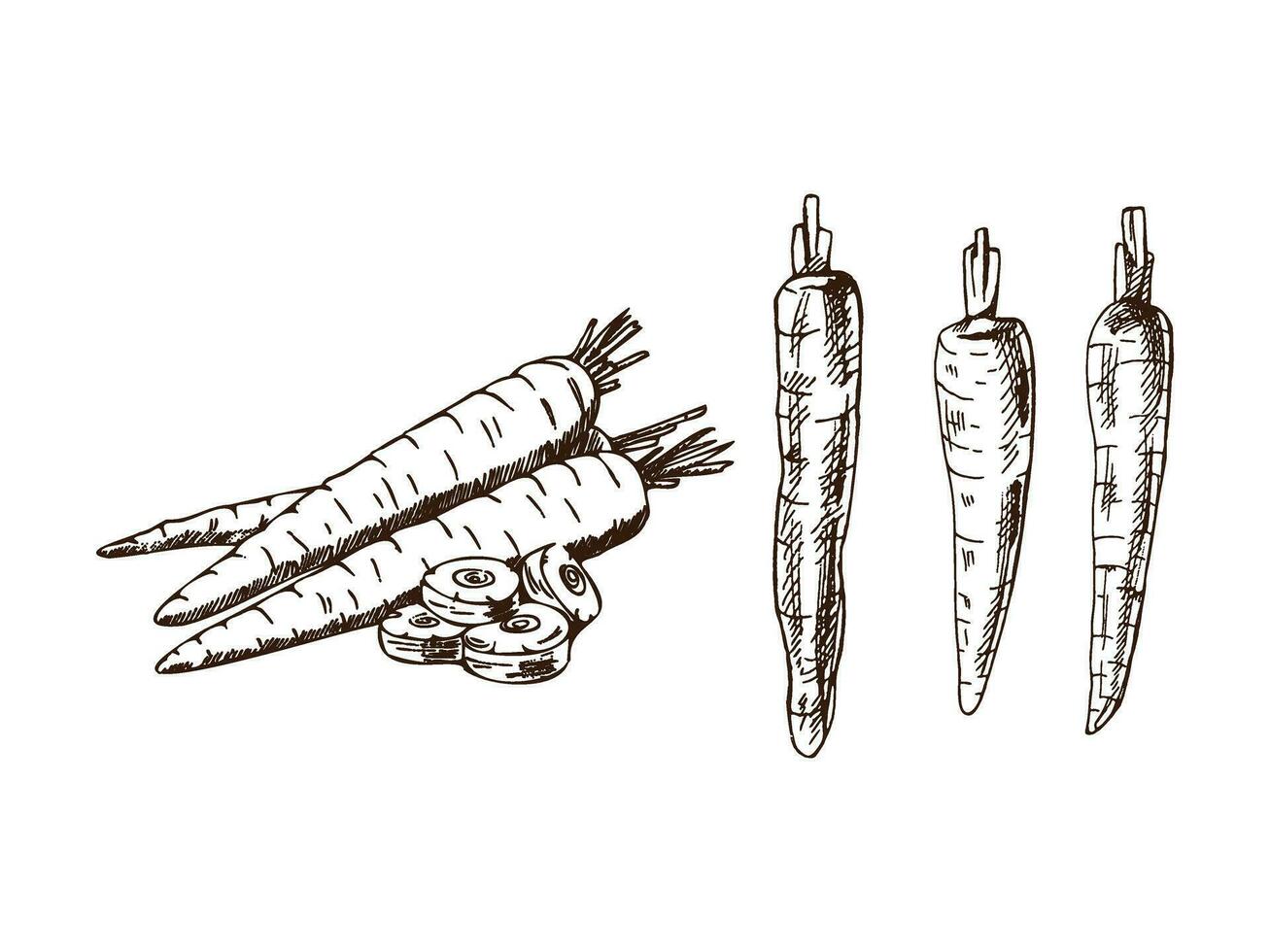 A hand-drawn set of carrots in sketch style. Vector  vegetables. Vintage doodle illustration. Sketch for cafe menus and labels. The engraved image. Harvesting.