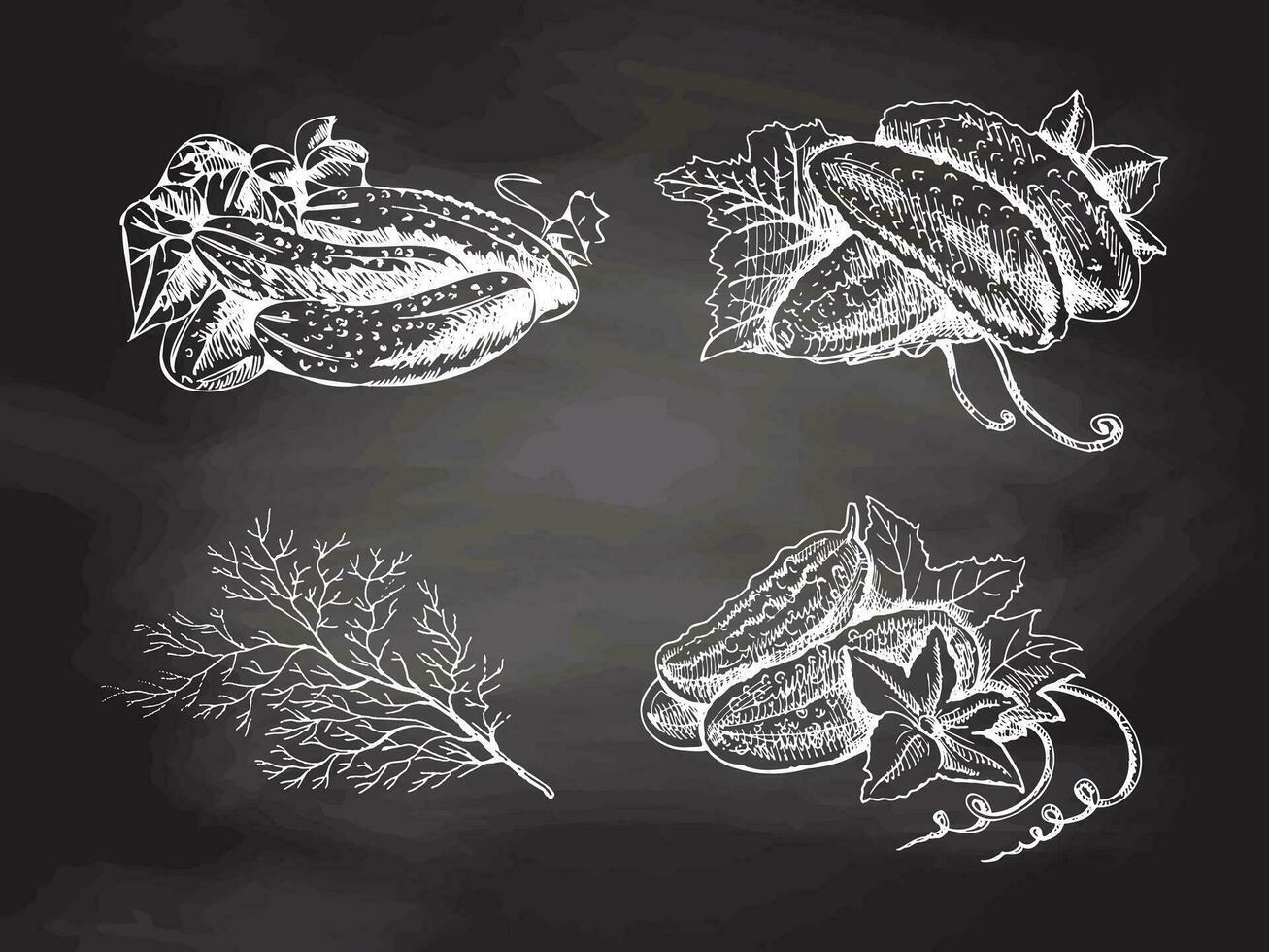 A hand-drawn set of cucumbers and dill  in sketch style. Vector vegetables on chalkboard background. Vintage doodle illustration. Sketch for cafe menus and labels. The engraved image. Harvesting.