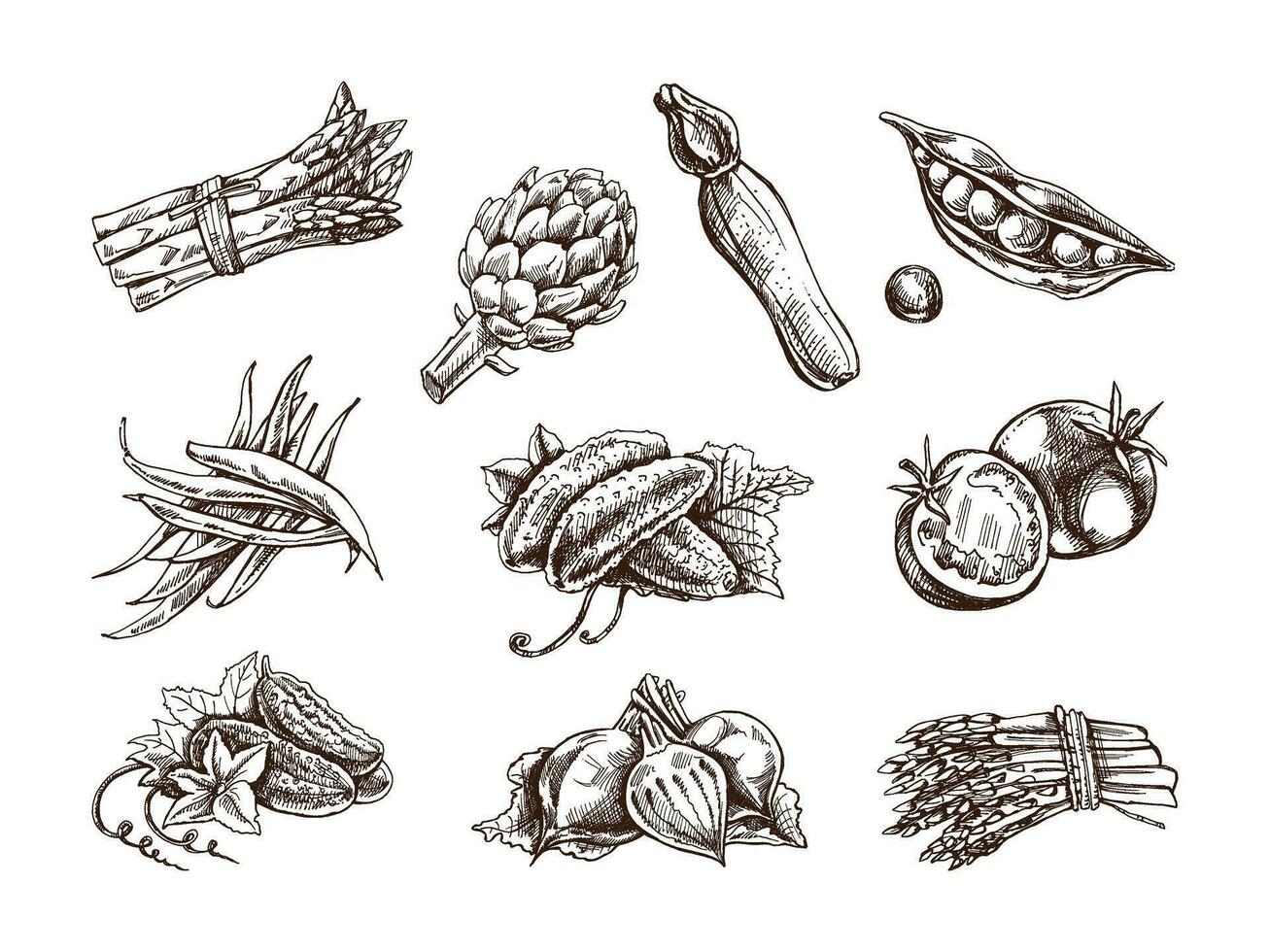 A hand-drawn set of vegetables in sketch style. Vector  vegetables. Vintage doodle illustration. Sketch for cafe menus and labels. The engraved image. Harvesting.