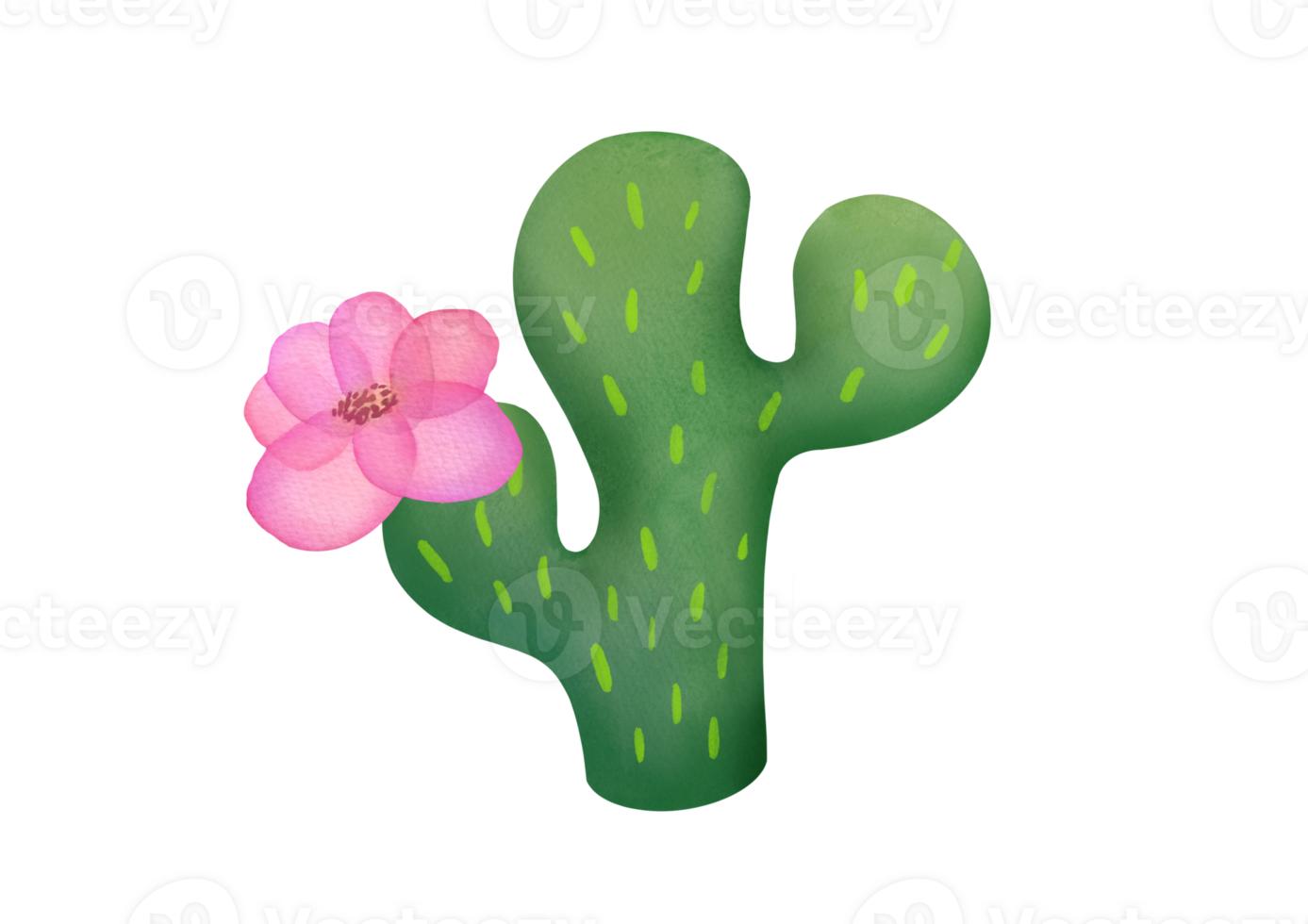 Watercolor clipart blooming green Mexican cactus with pink flower isolated on transparent background for stickers, greeting cards, nature scrapbooking. cut out Cute desert plants, succulents, prints png