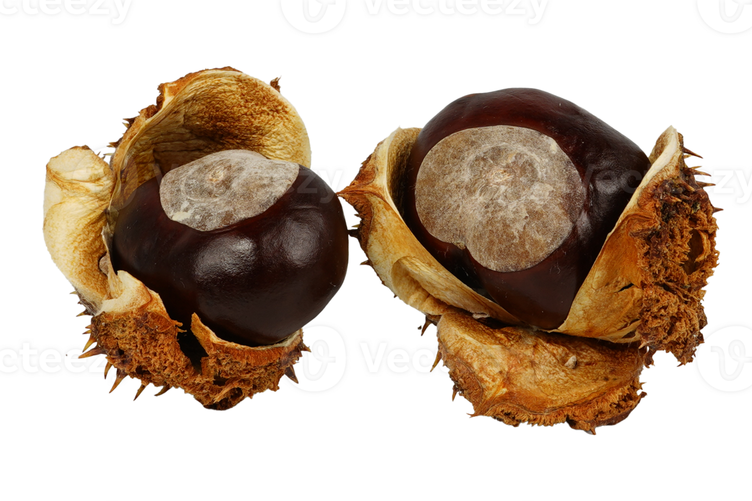 Chestnuts in shells without background. Chestnut. png