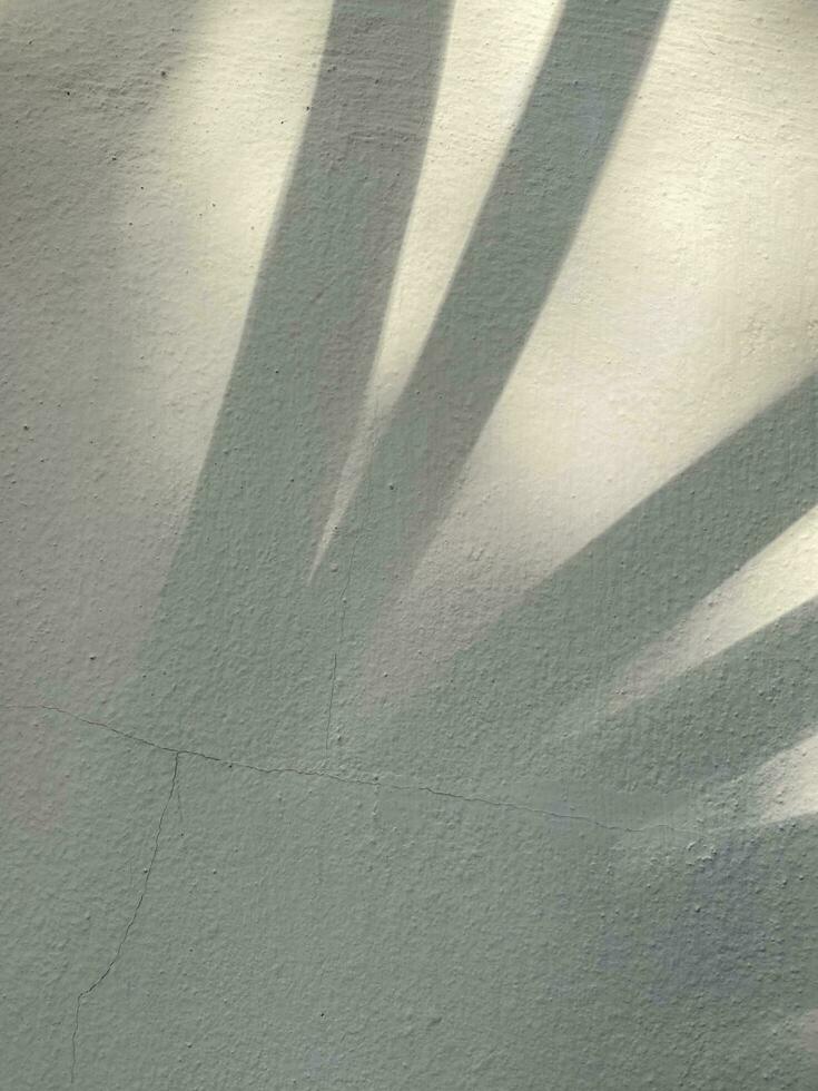 Leaves shadow background on concrete wall texture, leaves tree branches shade with sunlight photo