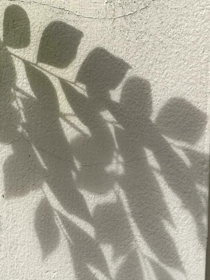 Leaves shadow background on concrete wall texture, leaves tree branches shade with sunlight photo