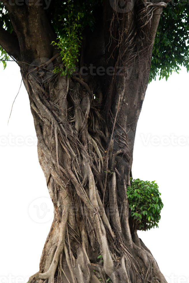 gros arbre dans le forêt isolé png
