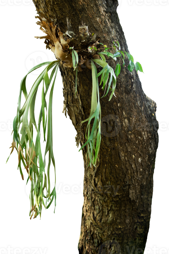 arbre tronc avec les racines isolé png