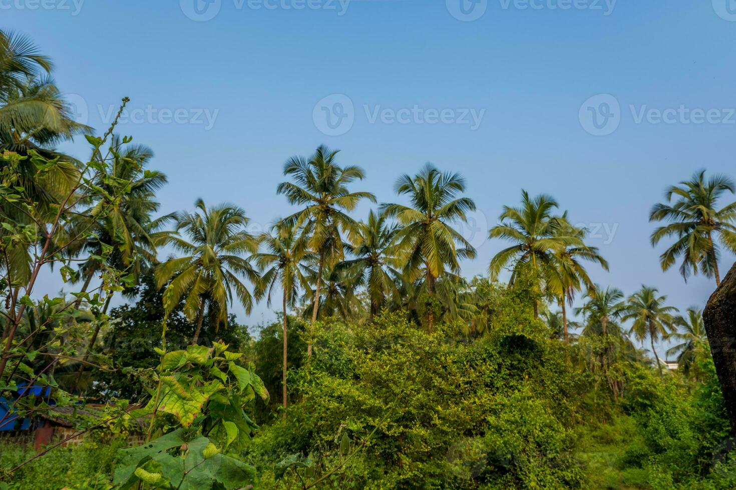 coconut trees palms against the blue sky of India photo