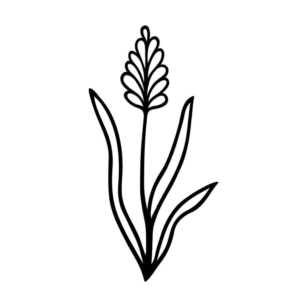 Lavender vector icon. Hand drawn illustration isolated on white. Wild or garden flower with leaves. The medicinal plant blooms. Botanical sketch, doodle. Provencal herbs. Clipart for print, cards, web