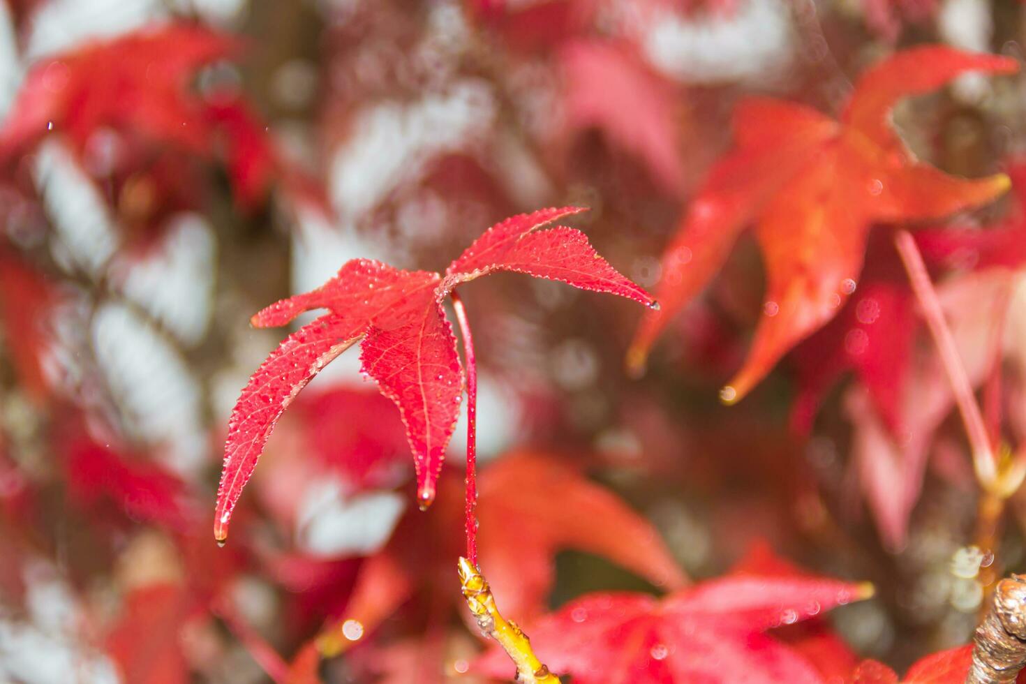 red and orange leaves of the liquidambar under the autumn rain photo