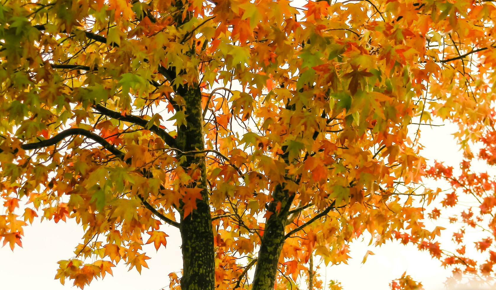 red and orange leaves of the liquidambar under the autumn rain photo