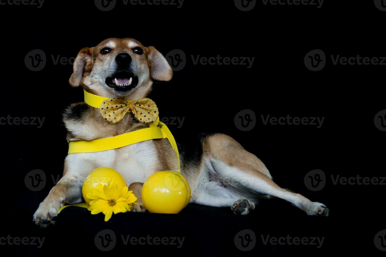 dog dressed in bow and yellow breastplate and sunflowers photo