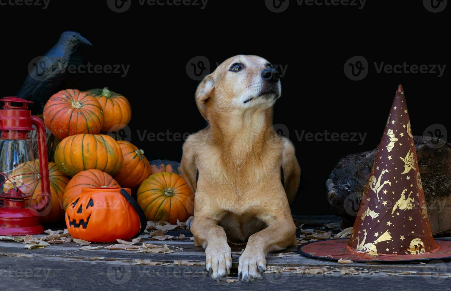 Portrait of a dog next to a halloween pumpkin photo