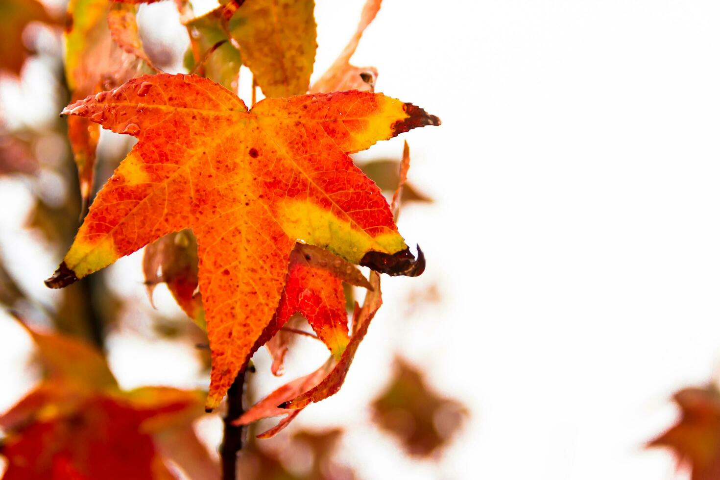 red and orange leaves of the liquidambar under the autumn rain photo