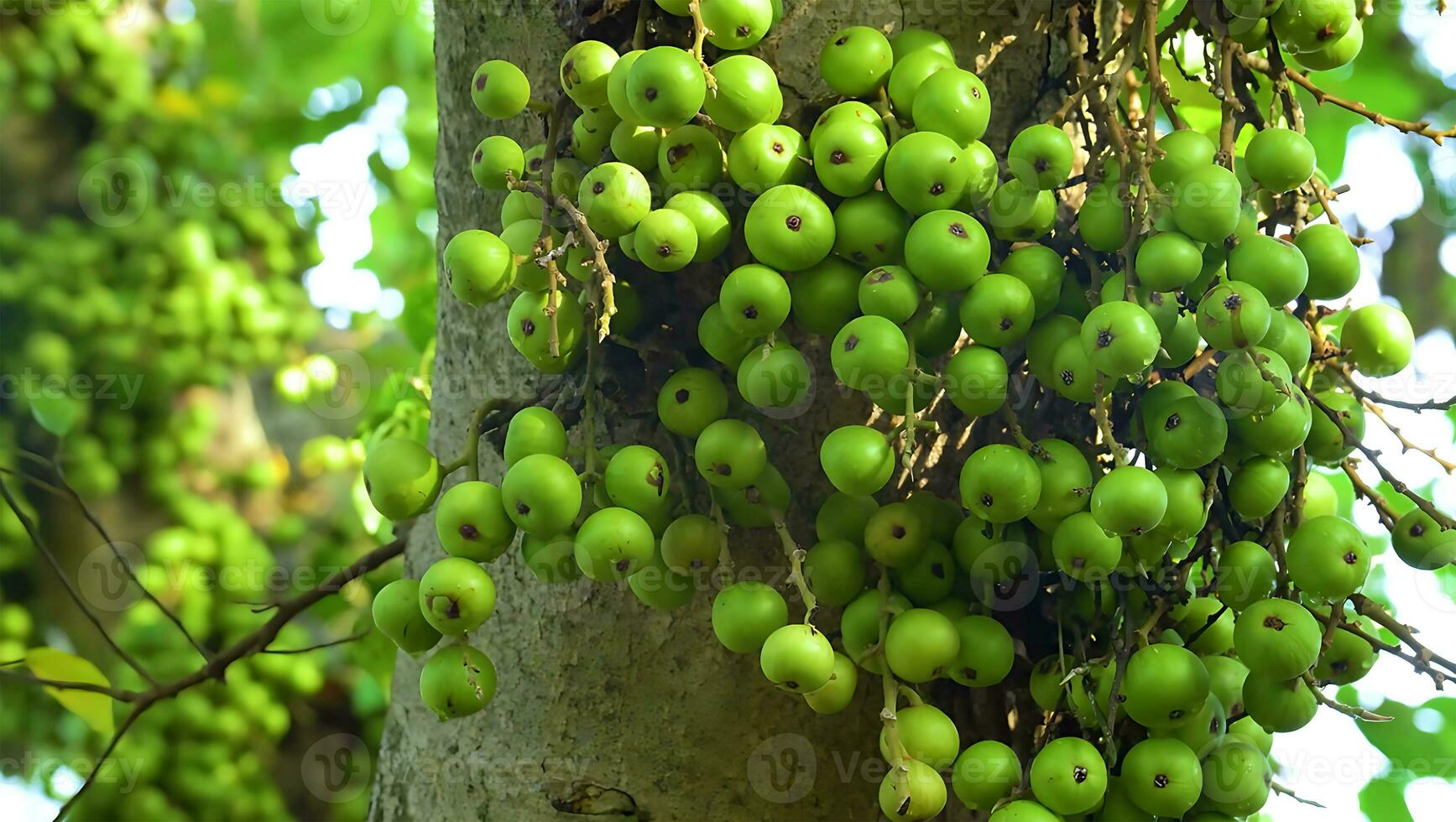 Figs on the branch of a fig tree, A fig tree with luscious figs hanging from its branches photo