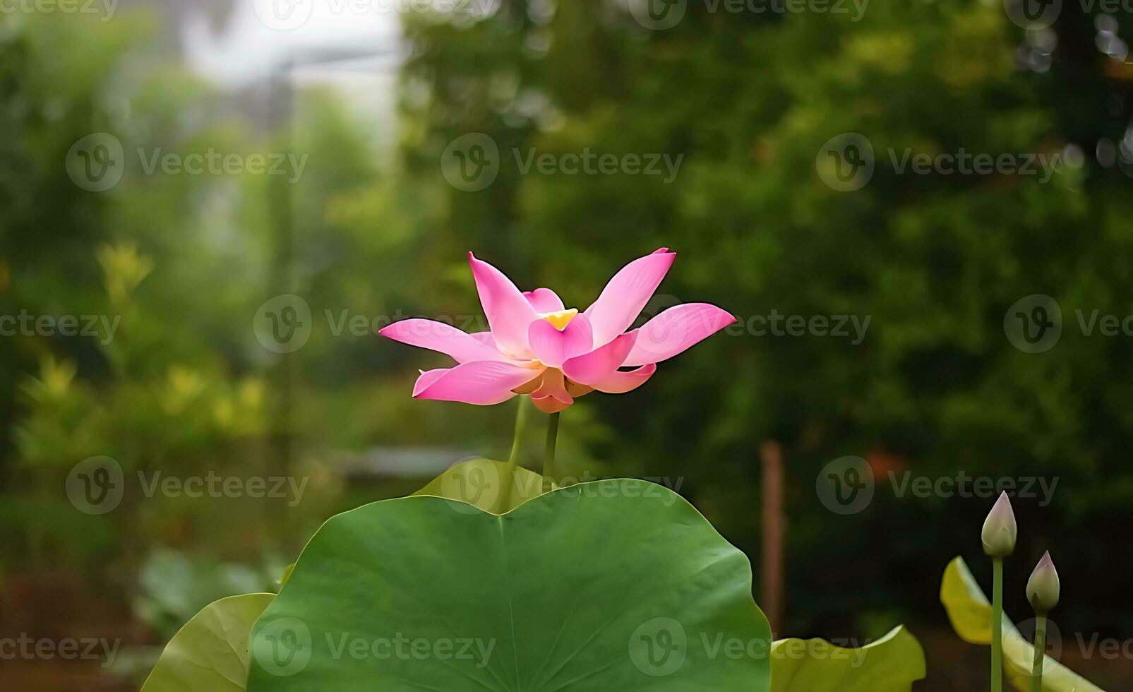 Beautiful lotus flower pictures the best lotus flower images. photo