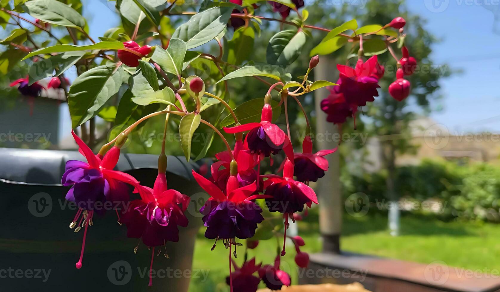 Many kind of jungle flowers, Various types of Rainforest flowers, including heliconias and passion flower. photo