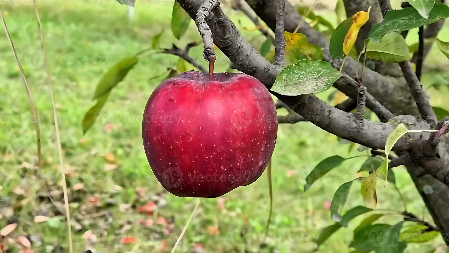 Close-up of red royal gala apples, Ripe apple with leaf photo