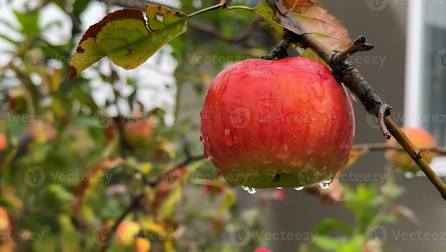 Close-up of red royal gala apples, Ripe apple with leaf photo