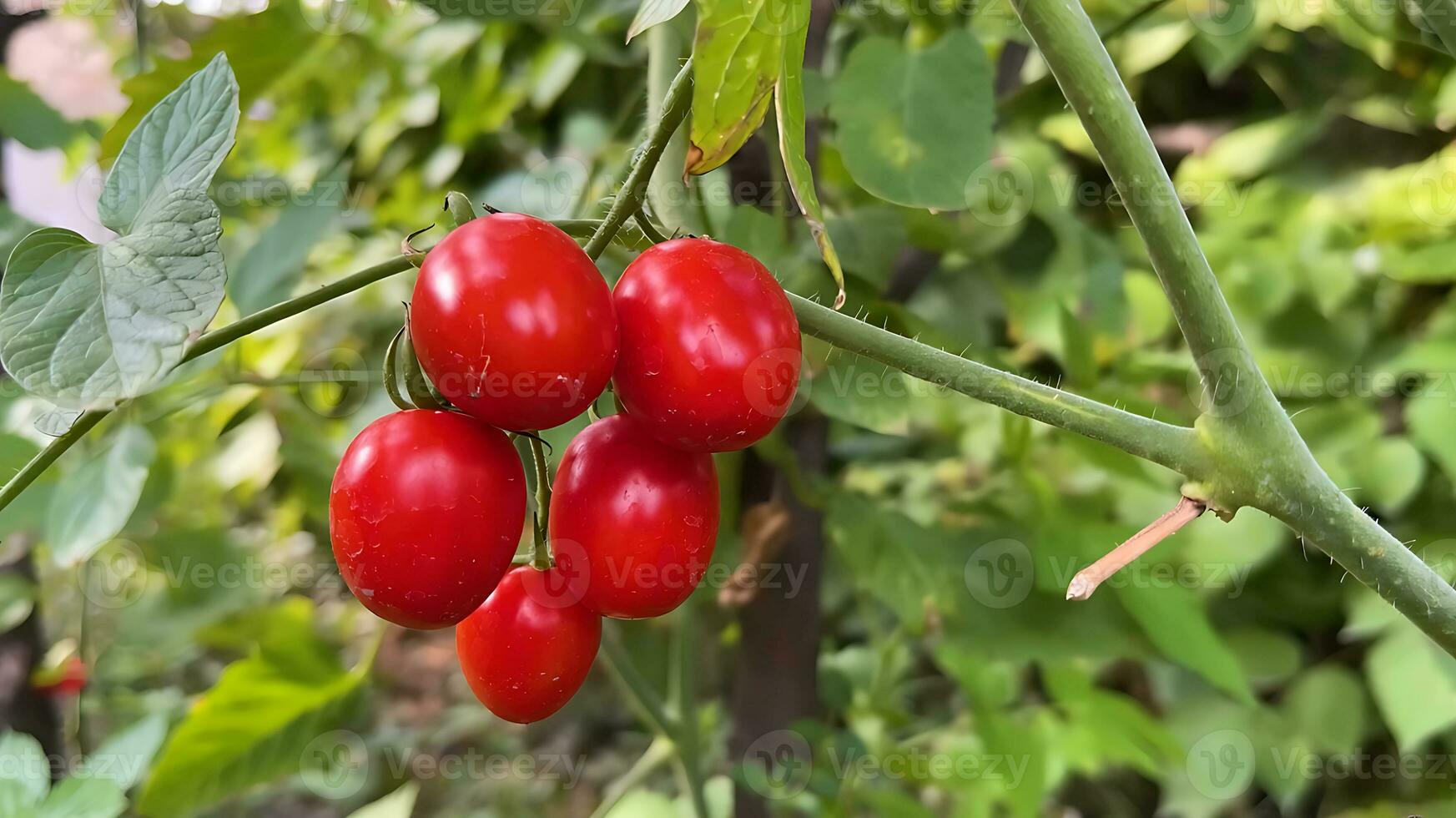 farm fresh Tomato, Branch of ripe homegrown tomatoes in greenhouse. Shallow depth of field photo