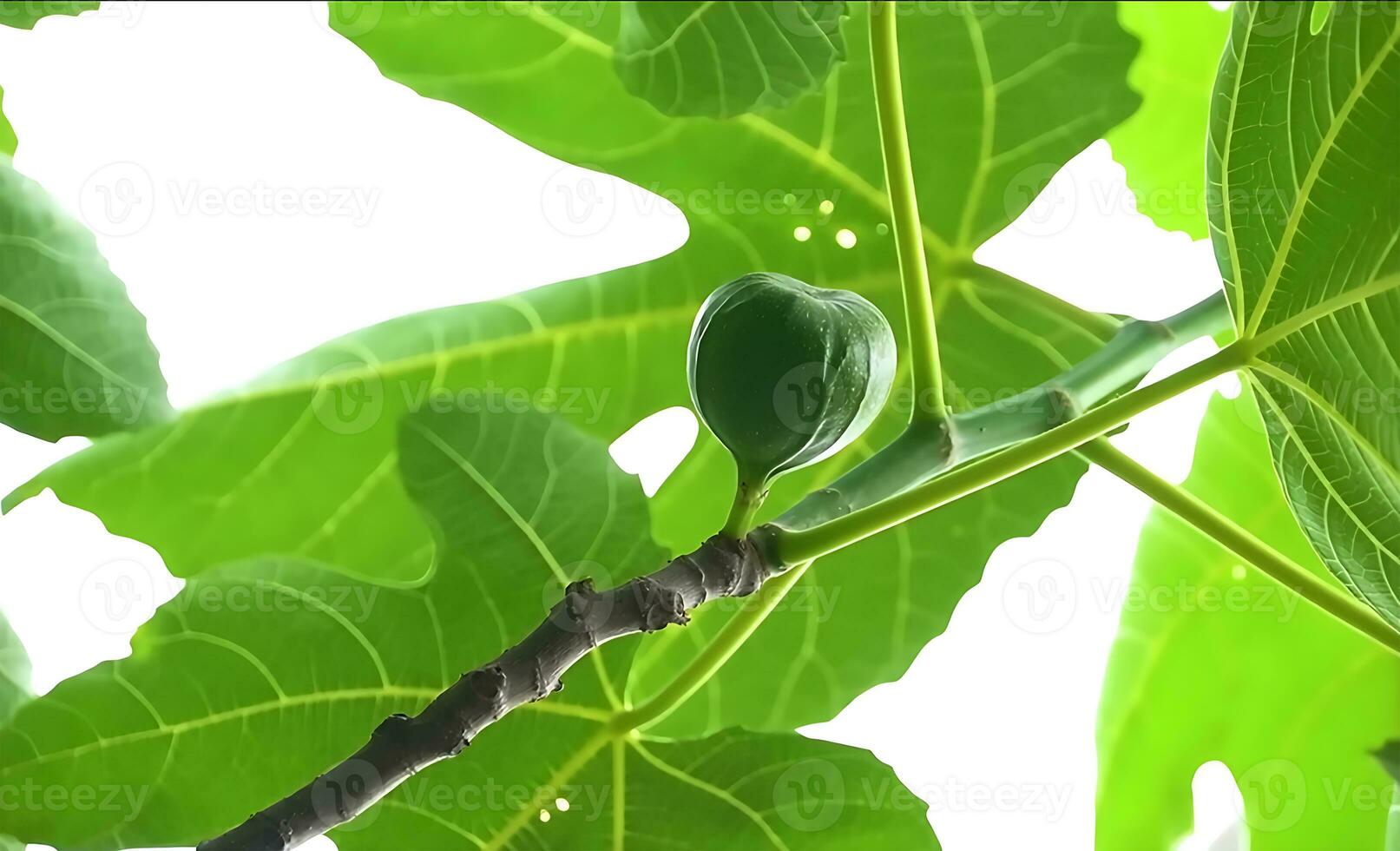 Figs on the branch of a fig tree, A fig tree with luscious figs hanging from its branches photo