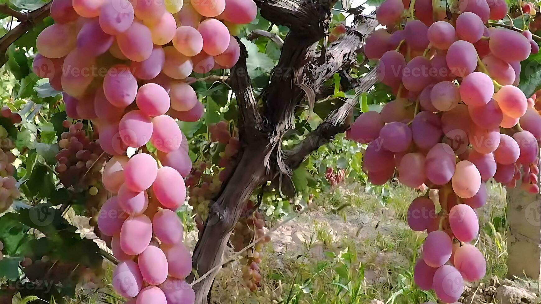 Bunch of different types of fresh grapes photo