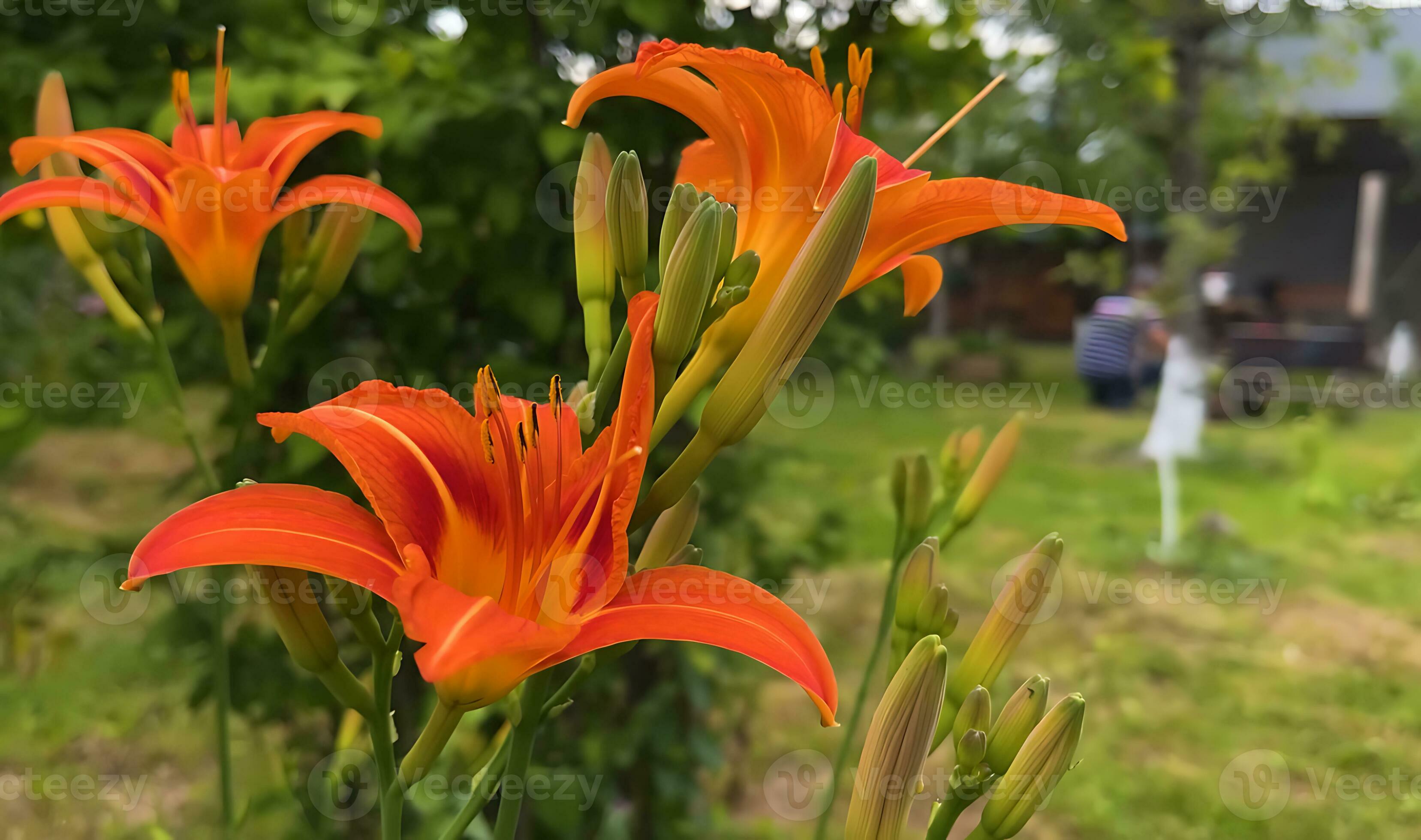 Many kind of jungle flowers, Various types of Rainforest flowers