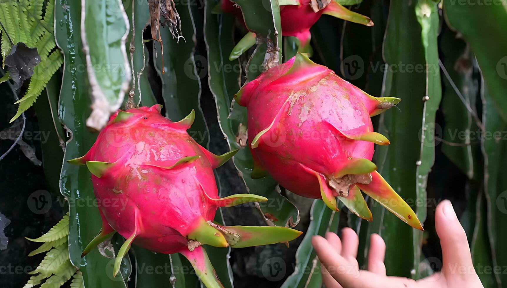 Fresh dragon fruits, dragon fruit on the dragon fruit tree waiting for