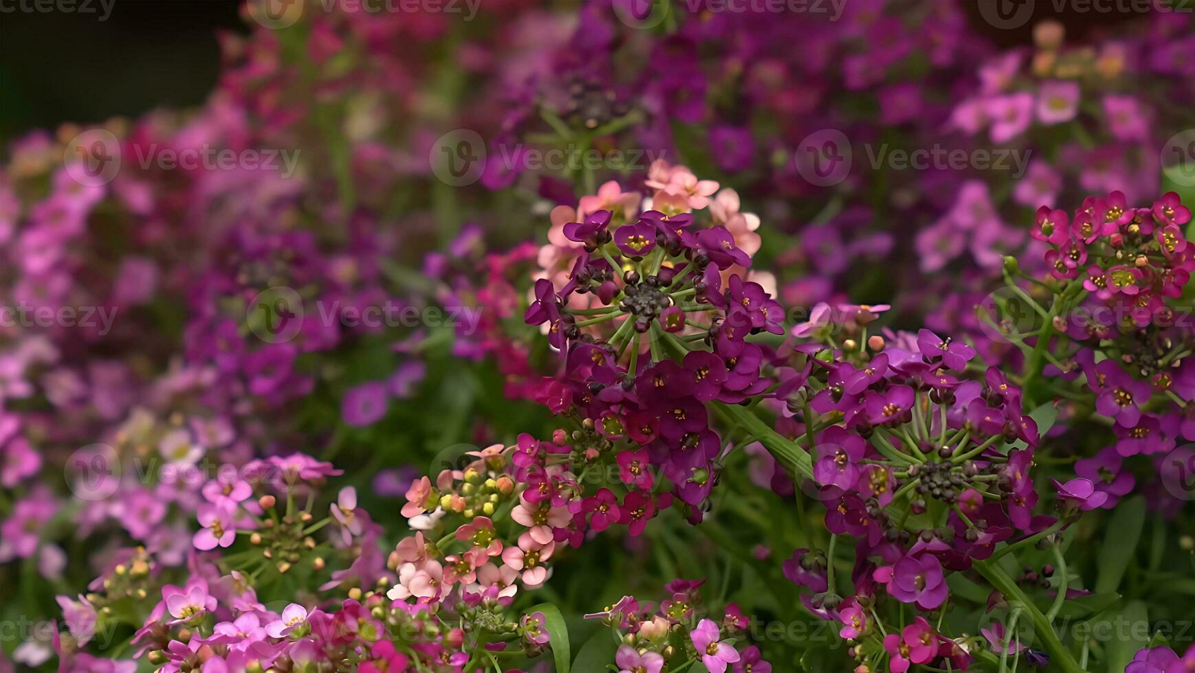 Many kind of jungle flowers, Various types of Rainforest flowers, including heliconias and passion flower. photo