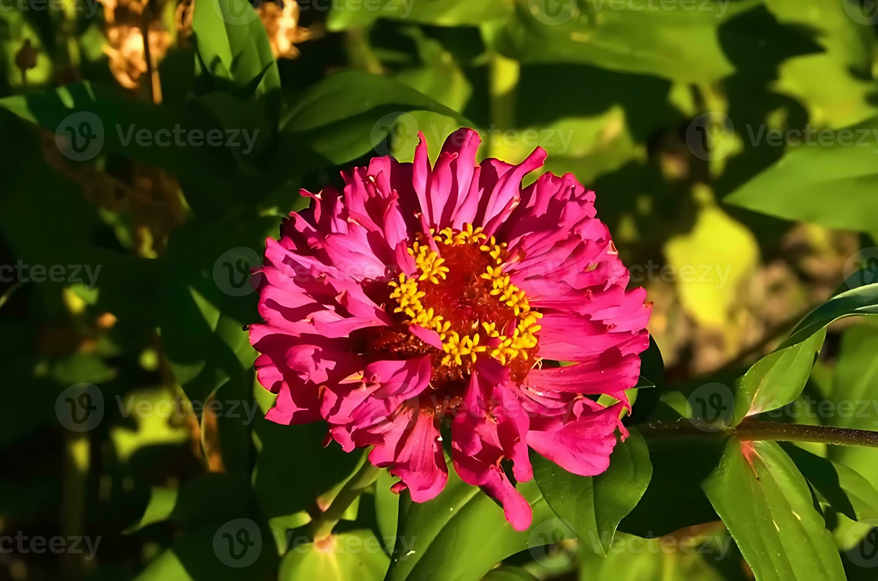 Many kind of jungle flowers, Various types of Rainforest flowers
