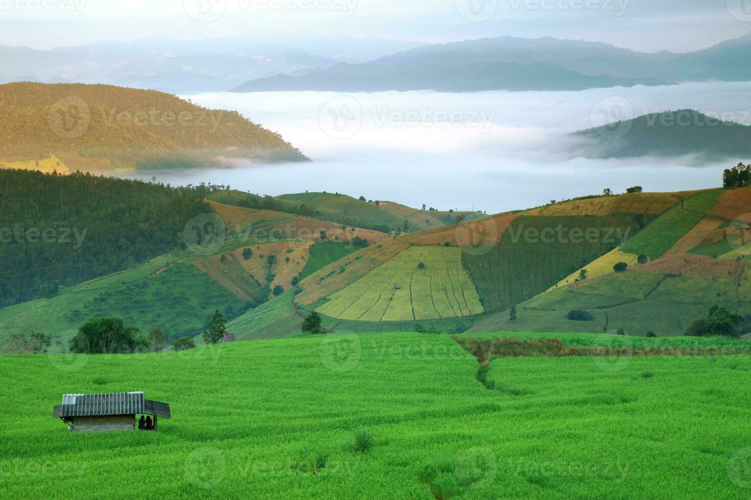 Rice field and mountain scenery, Pah Pong Piang photo