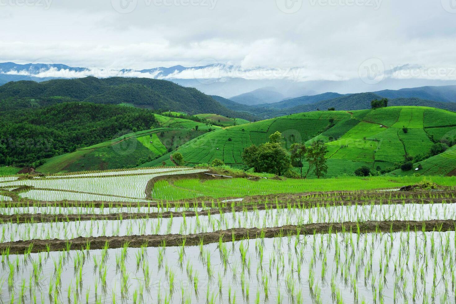 Green Terraced Rice Field in Pa Pong Pieng photo