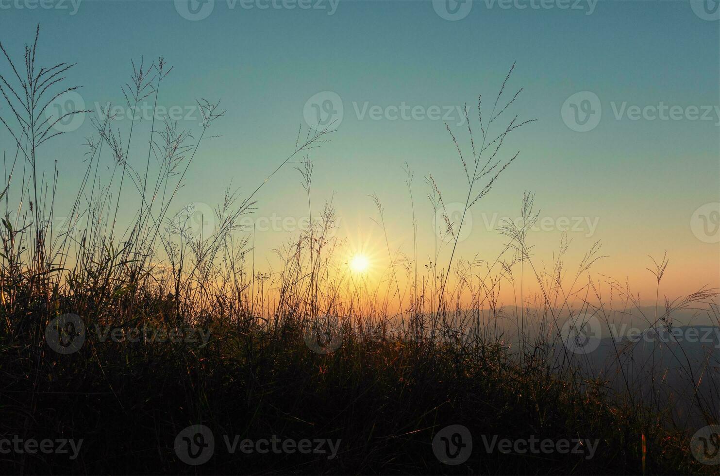 nature background with grass in the meadow and sunset photo