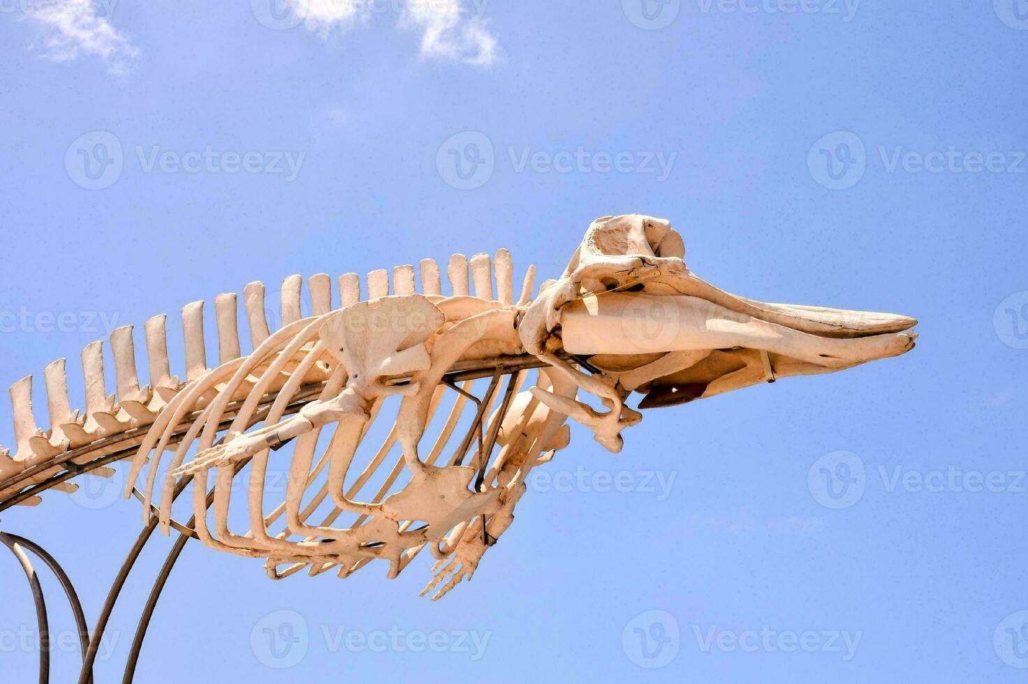 Background with a skeleton photo