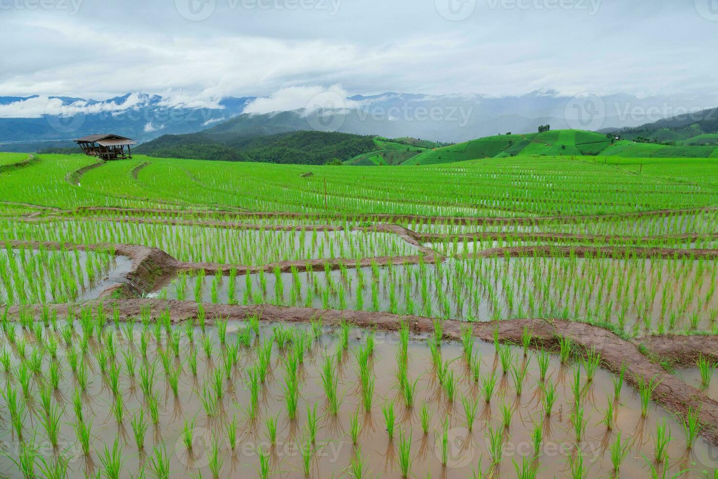 Green Terraced Rice Field in Pa Pong Pieng photo